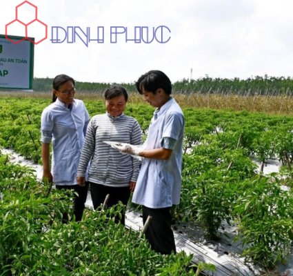 Chứng nhận VietGAP là gì? Quy trình và điều kiện áp dụng cho nông nghiệp?